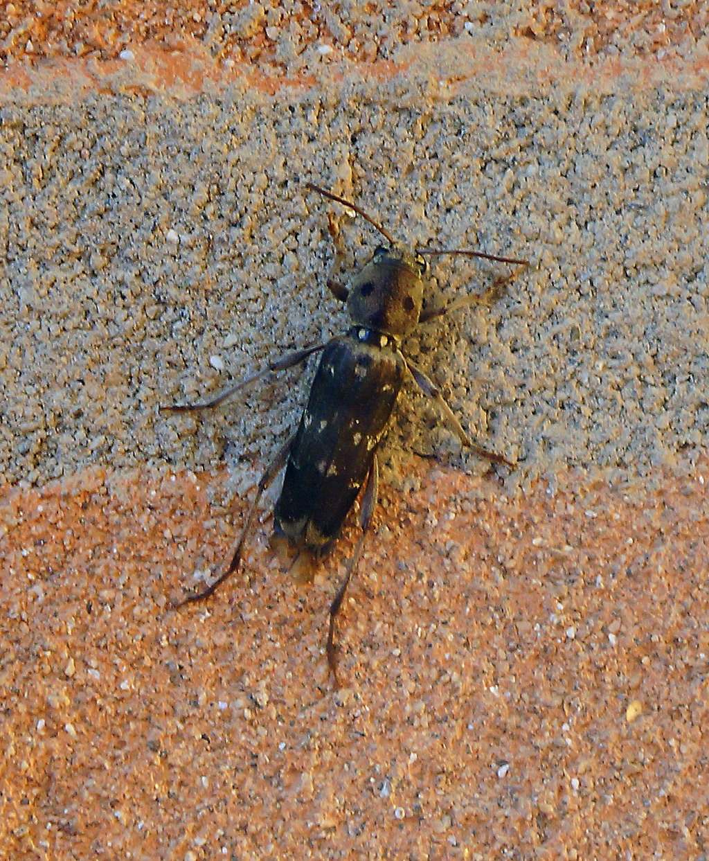 Xylotrechus stebbingi